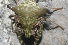 Edessa tribuaria
