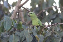 Graydidascalus brachyurus