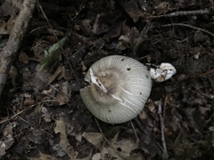Agaricus pocillator