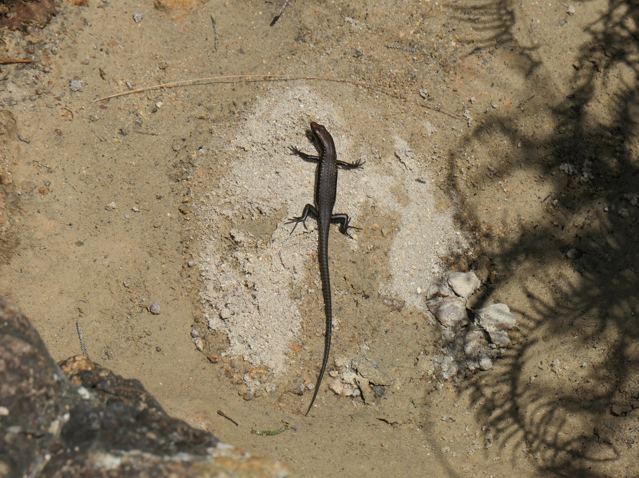 Bartle Frere Cool-Skink photo 6