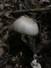 Agaricus pocillator