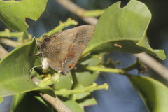 Lamprospilus collucia