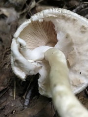Agaricus pocillator