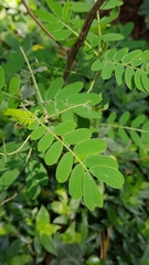 Senna didymobotrya