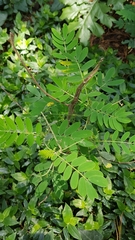 Senna didymobotrya