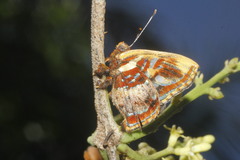 Anteros carausius carausius