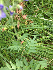 Polemonium occidentale