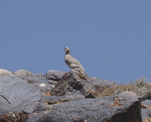 Chukar