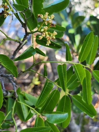 Dalbergia campenonii