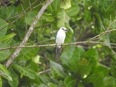 Todiramphus saurophagus