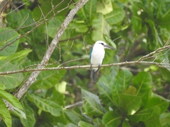 Todiramphus saurophagus