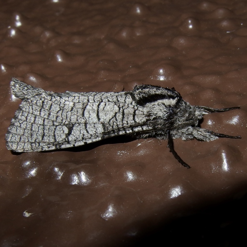 Psychonoctua atra
