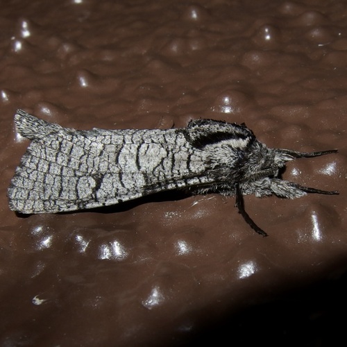 Psychonoctua atra