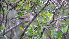 Smoky Warbler photo 2
