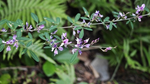 Lespedeza floribunda iNat (2)