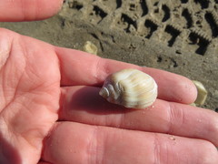 Buccinastrum deforme