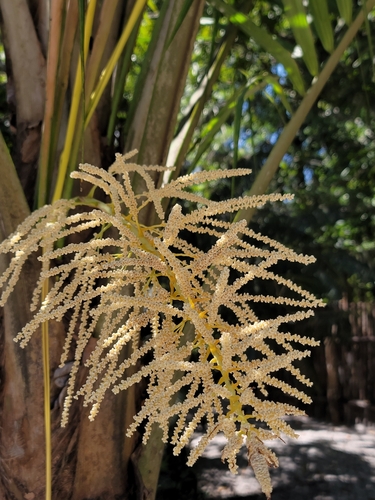 Ravenea madagascariensis