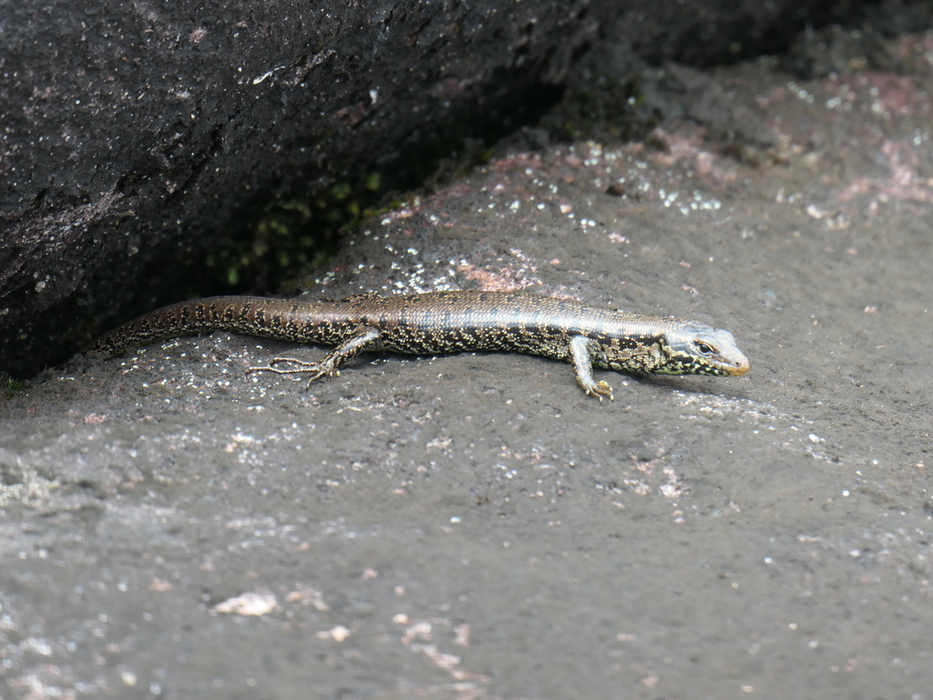 Stout Barsided Skink