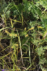 Veronica austriaca jacquinii