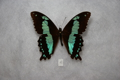 Papilio microps