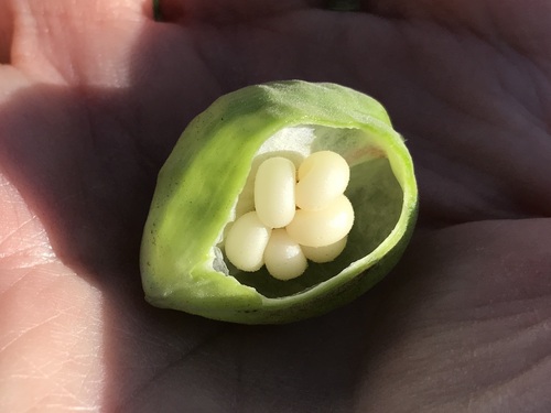 Image of Cochlospermum palmatifidum by (c) Sue Carnahan, some rights reserved (CC BY)