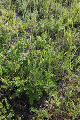 Cephalaria uralensis