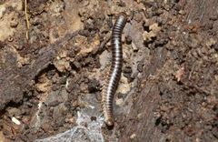 Eumastigonus