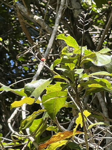 Durandea jenkinsii observed 2024-09-06