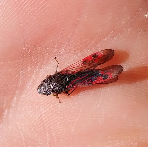 Glassy-winged sharpshooter