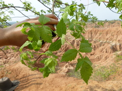 Bursera graveolens: Herkunft und Verwendung — Foto 2