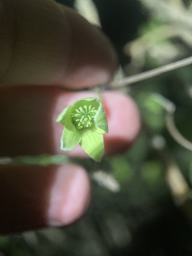 Image of Clematis afoliata by (c) Michael Berardozzi, some rights reserved (CC BY)