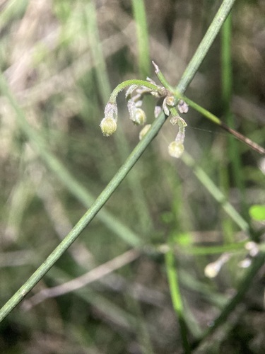 Image of Clematis afoliata by (c) Michael Berardozzi, some rights reserved (CC BY)
