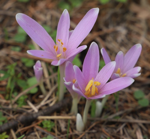 Colchicum neapolitanum