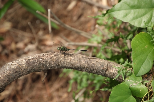 Slender Skimmer
