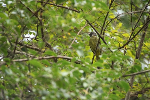 Collared Finchbill