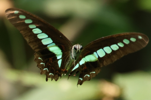Common Bluebottle