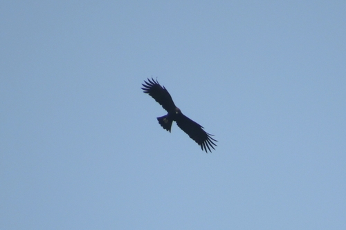 Black Eagle
