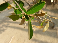 Capparis odoratissima