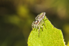 Salticidae