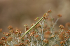 Pijnackeria
