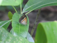 Mycalesis interrupta