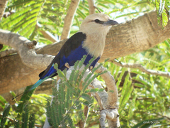 Coracias cyanogaster
