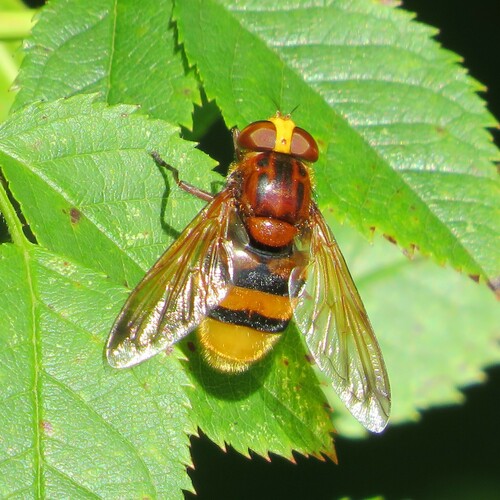 Photo of Hornet Mimic Hover Fly (Volucella zonaria)