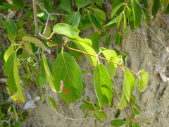 Citharexylum