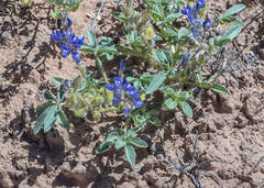 Lupinus pusillus
