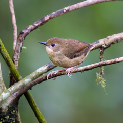 Atherton Scrubwren photo 1