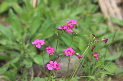 Oxalis arenaria