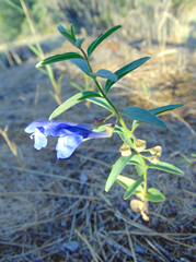 Scutellaria angustifolia