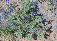 Lupinus pusillus