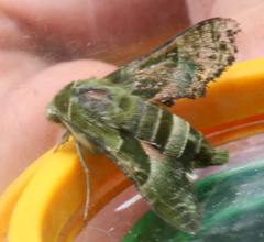 Proserpinus clarkiae